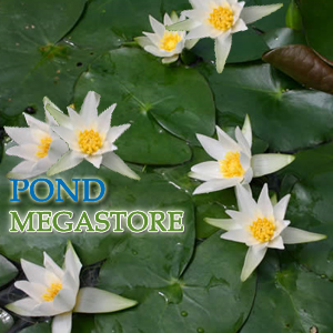 Snow Princess / Pygmaea Alba Dwarf Hardy Water Lily - pondmegastore