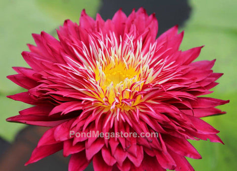 Scarlet Flame Water Lily Day blooming Medium-Large Water Lily - pondmegastore