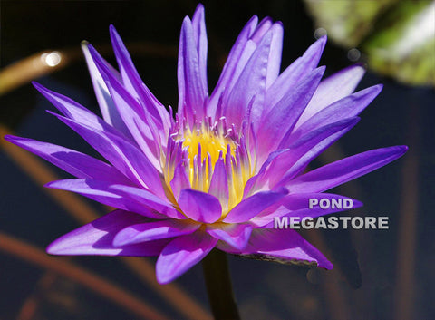 Star Of Zanzibar Water Lily Day blooming Medium-Large Water Lily - pondmegastore