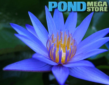 Teri Dunn Waterlily Medium-Large, Day Bloomer Ships Spring 2020 ! - pondmegastore