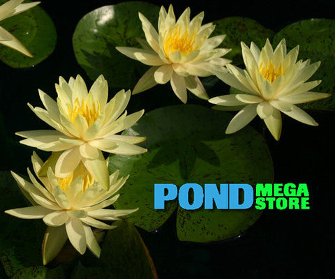 Texas Dawn Waterlily Medium Hardy Hardy Water Lily - pondmegastore