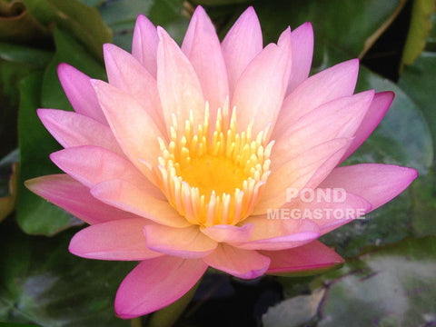 Tropic Sunset Water Lily Day blooming Medium Water Lily Call for Availability until spring 2020 - pondmegastore