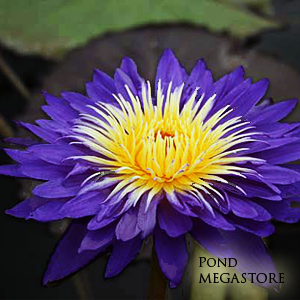 water lily purple flower Nymphaea Ultra Violet, Water Lily Deep Purple Hybrid – LoveWatergardens