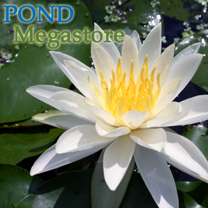 Virginalis Waterlily Large Water Hardy Lily Available April 2020 - pondmegastore