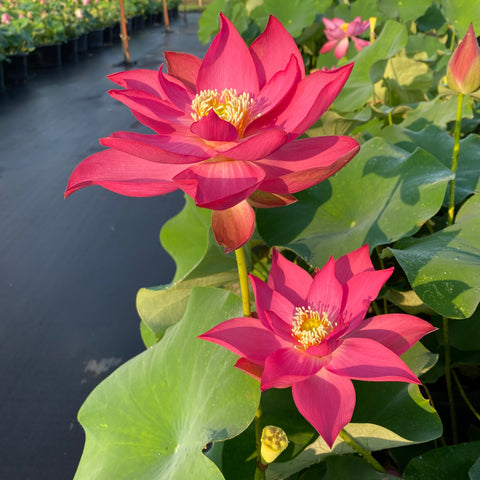 SACRED LOTUS SEEDS, Nelumbo Nucifera (4)BONUS!!! FREE Special Growing Instructions included (LS)
