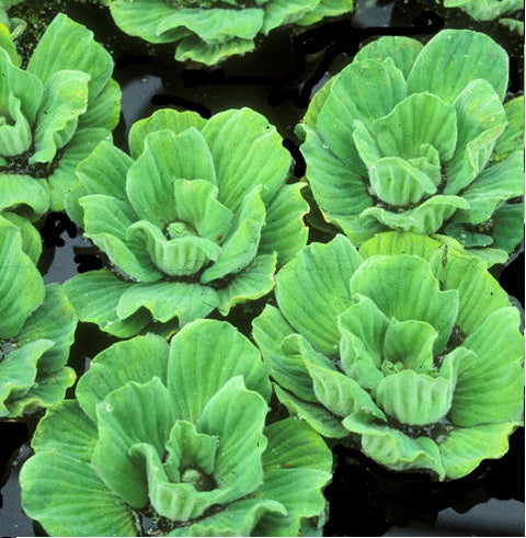 Water Lettuce Floating Pond Plants