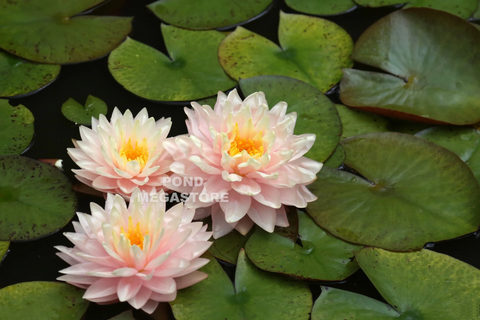 Medium & Large Winter Hardy Water Lilies