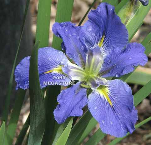 Pond & Bog Iris