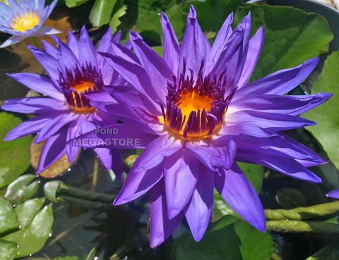 Day Blooming Water Lily