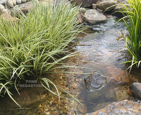 Shelf Plants, Bog Plants, Shallow water aquatic plants