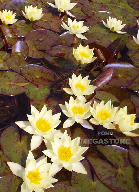 Heavy Blooming winter hardy water lilies