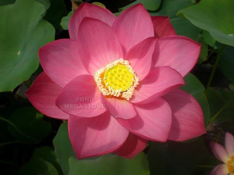 Lotus Plants / Lotus Flowers, 