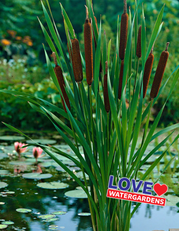 Pond Rushes Pond Reeds, Rushes, & Grasses – LoveWatergardens