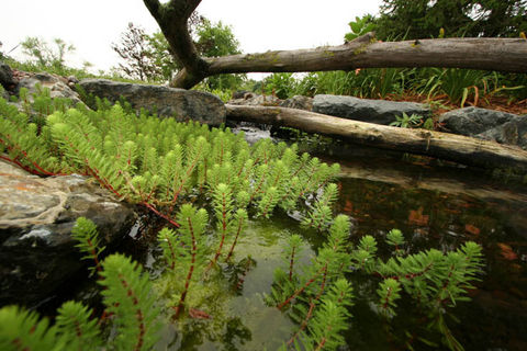 Floating Pond Plants