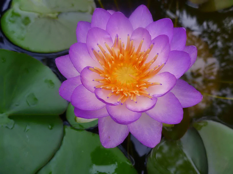 Purple Hardy Water Lilies for Sale