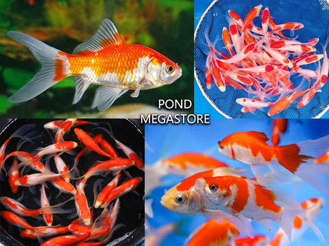 Koi and Pond Fish for sale