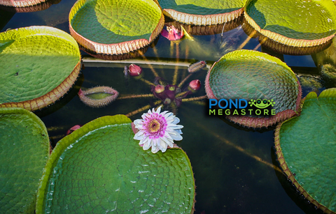 RARE & NEW WATERLILY & LOTUS