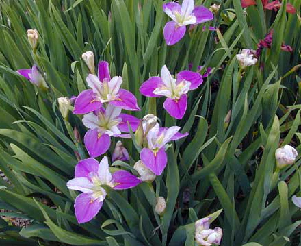 Native Bog Plants (North America)