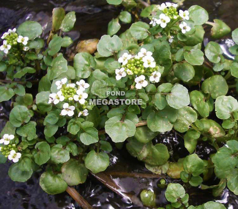 Native Plants & Arrowheads, water garden plants