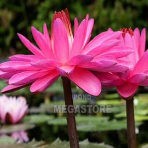 Evening Blooming Annual  Water Lilies