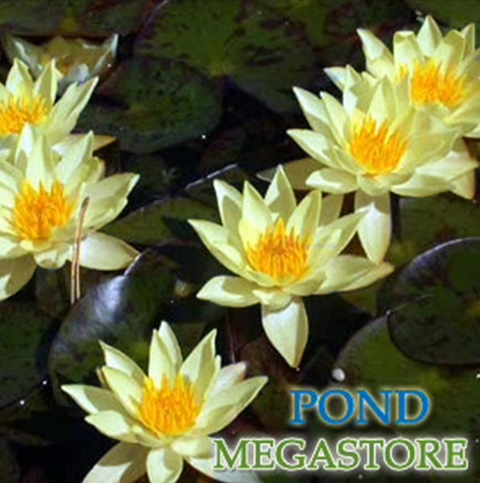 Dwarf and Small Hardy  Water Lilies