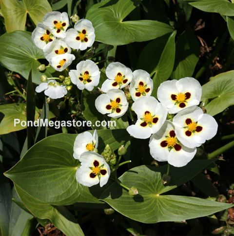 Perennial / Hardy Bog  Plants