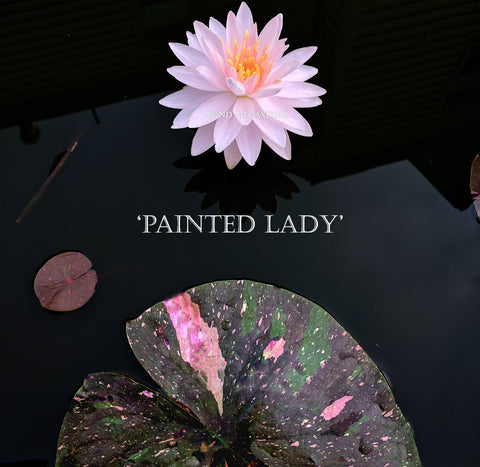 Painted Lady Hardy Water Lily