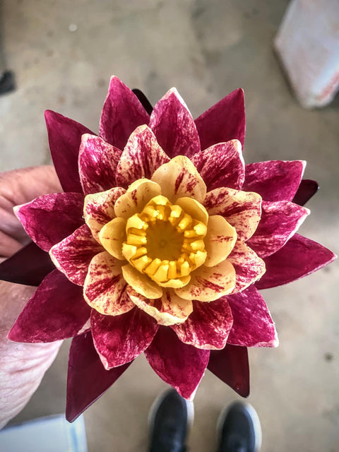 Ring of Fire Water Lily for Sale