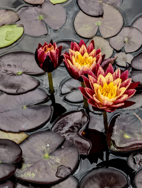 Ring of Fire Water Lily for Sale