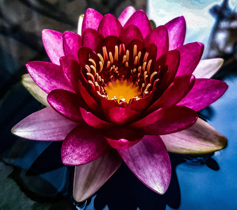 Almost Black Water Lily