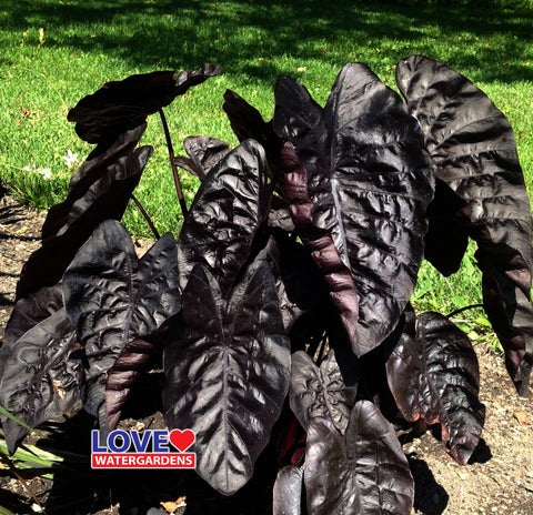 Black Taro  Beautiful!
