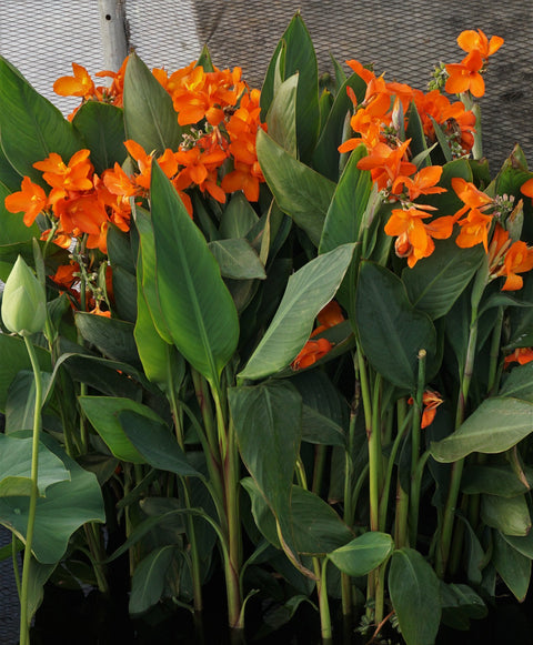 Chiquita Punch Canna  🌼 Heavy Bloomer! 🌼