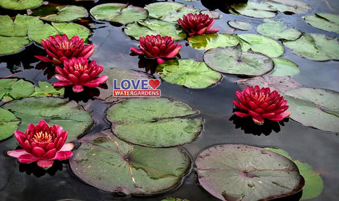 Cranberry Hardy Water Lily