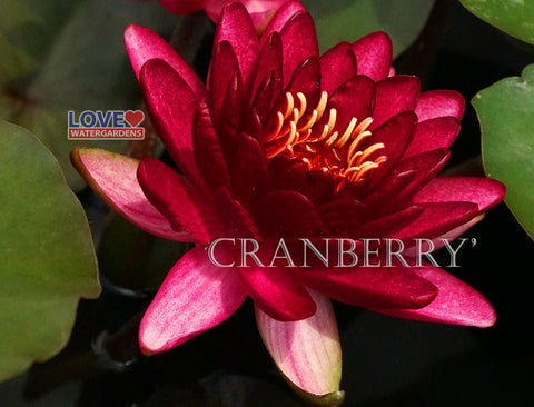 Cranberry Hardy Water Lily