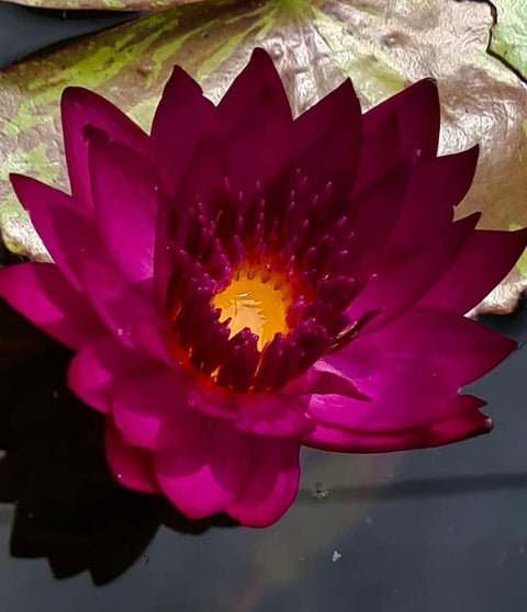 Doris Holt, Deep Red Water Lily