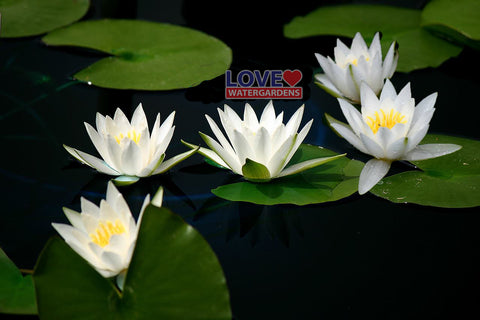 Hermine Small Hardy Water Lily