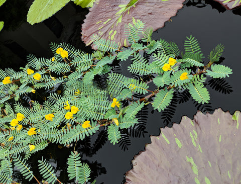 Botswana Wonder   Favorite Floating Pond  Plant !