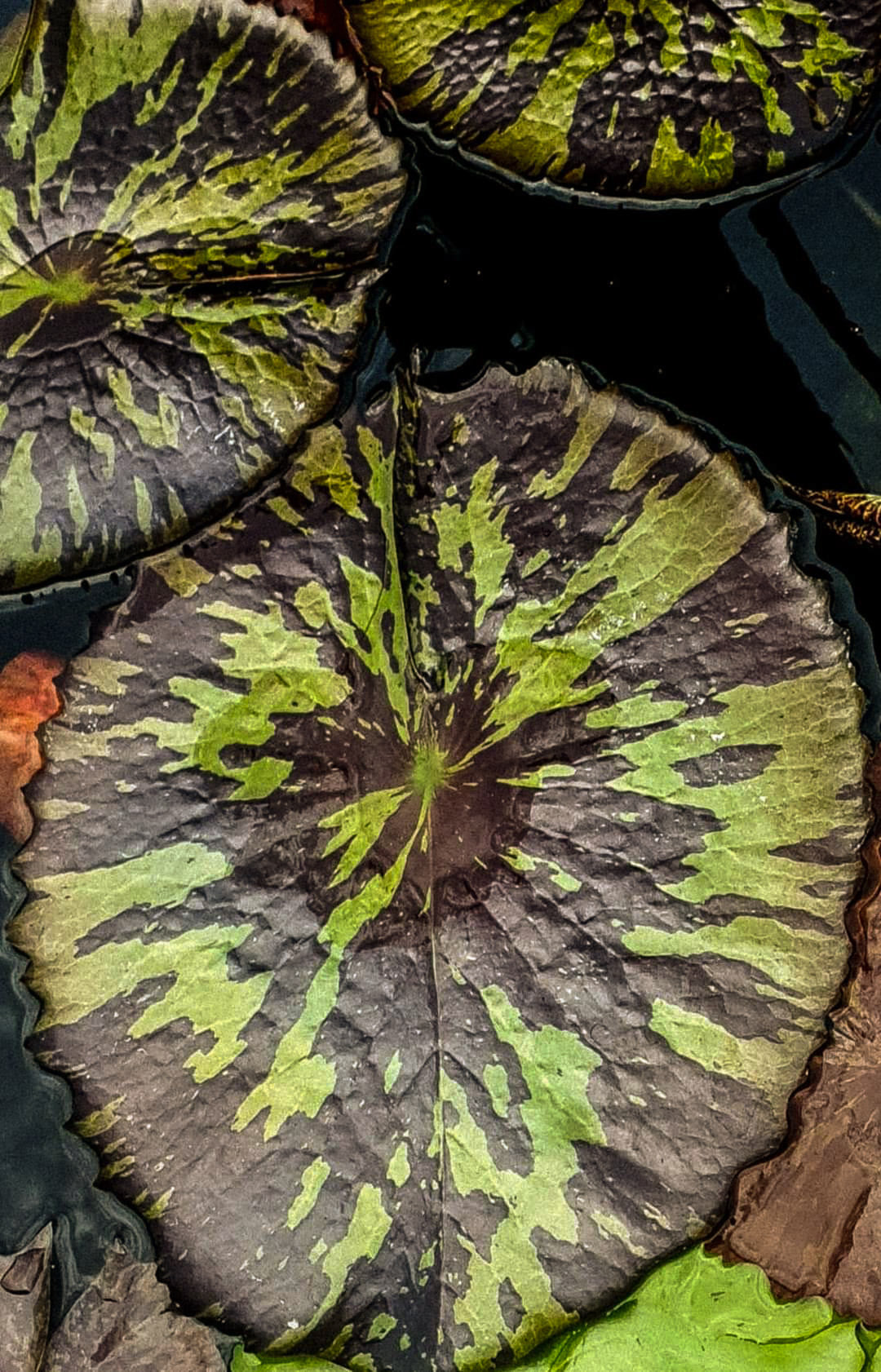 LoveWatergardens Morada Bay Water Lily - Thumbnail 2