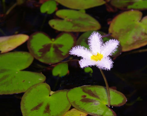 Montana Butterfly   Variegated Water Snowflake (Nymphoides)