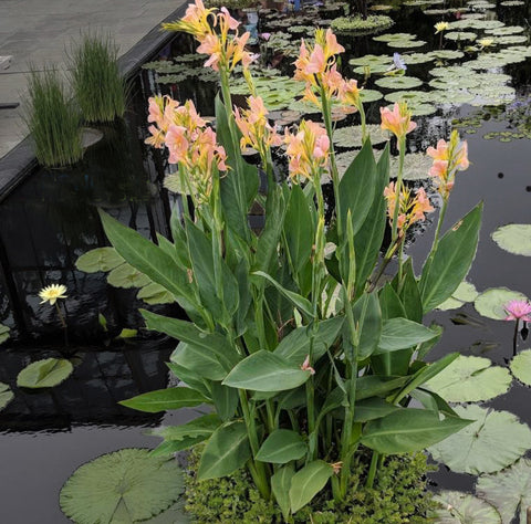 Peach Delight Canna  Aquatic Canna  Heavy Bloomer all Summer!  Plants Available Spring 2021
