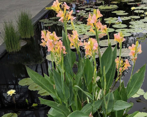 Peach Delight Canna  Aquatic Canna  Heavy Bloomer all Summer!  Plants Available Spring 2021