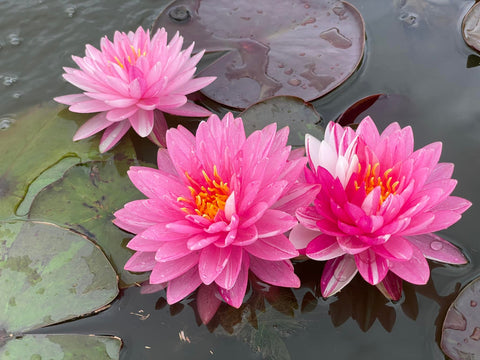 Pink Dream Hardy Water Lily