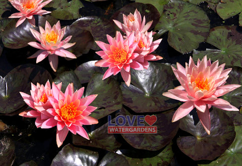 Prakisad Water Lily