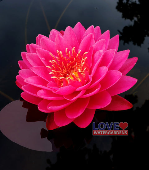 Razzberry Water Lily
