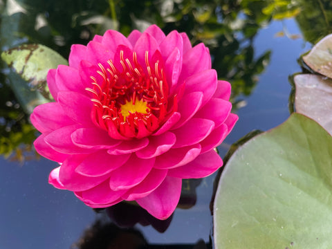 Razzberry Water Lily