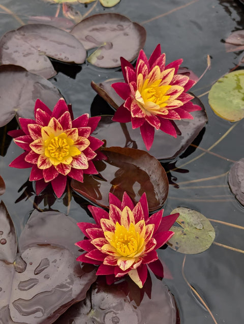 Ring of Fire Water Lily for Sale