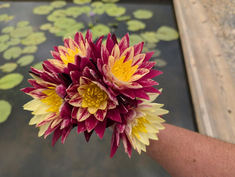 Ring of Fire Water Lily for Sale