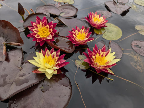 Ring of Fire Water Lily for Sale