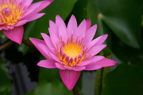 Shirley Bryne Water Lily