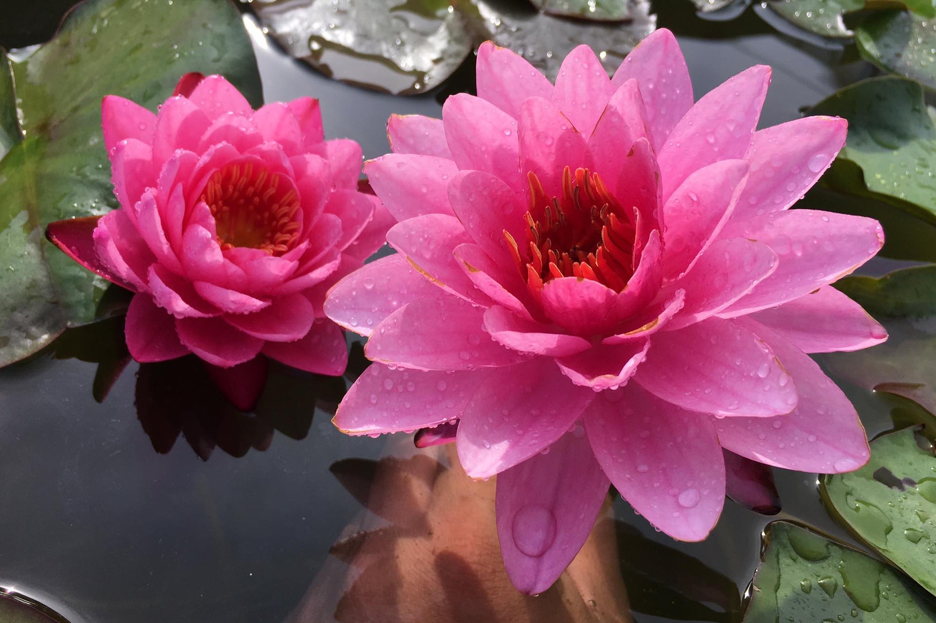 Siam Angel Hardy Water Lily – LoveWatergardens